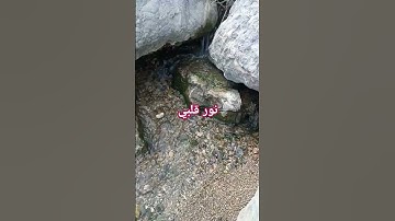 نور قلبي القران الكريم #اكسبلور #سوره الاخلاص