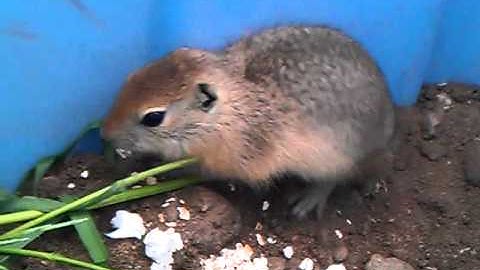 Talking gopher