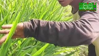 VIRAL!! Rumput Padi Bernada Musik Tik Tok di sawah ladang