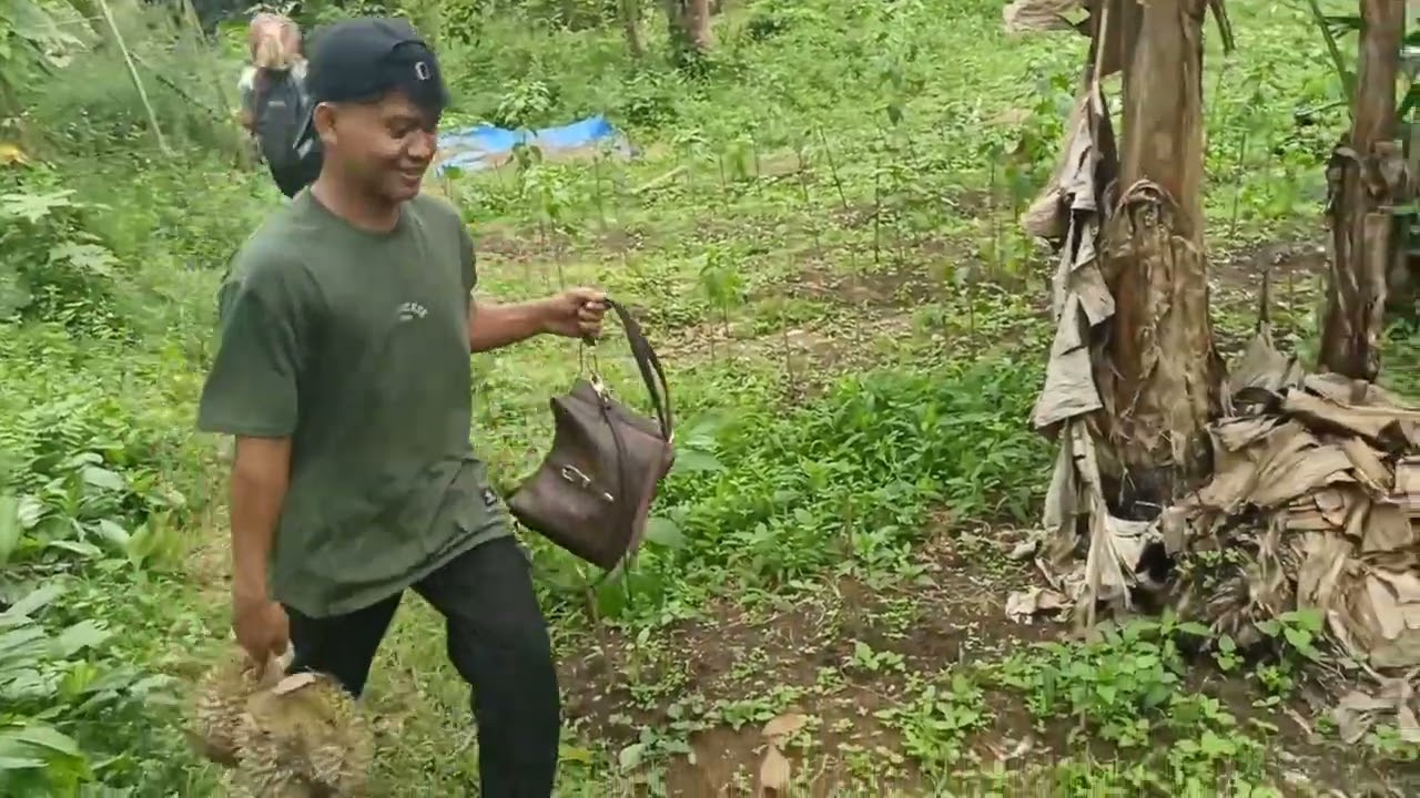 Panen manggis dan Durian langsung panjat durian