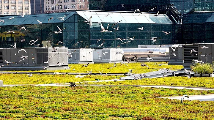 Jacob K. Javits Convention Center - Greenroofs.com Featured Project Replay