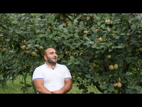 გორი, სოფელი სკრა, ვაშლის ბაღი ნაწილი მეორე