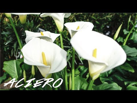 Video: Indoor Plants With White Flowers (28 Photos): White-flowered Home Hemantus And A Flower Similar To Calla, Liana And Other Flowers
