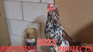 qaib breeding update 1-18-23 | tu qaib nyob sab qaum teb| ไก่ชน | Pakoi | Ganoi | Shamo | Aseel |