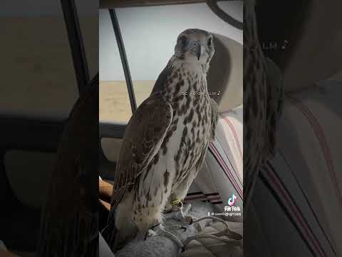 خلي قلبك قلب ذيب