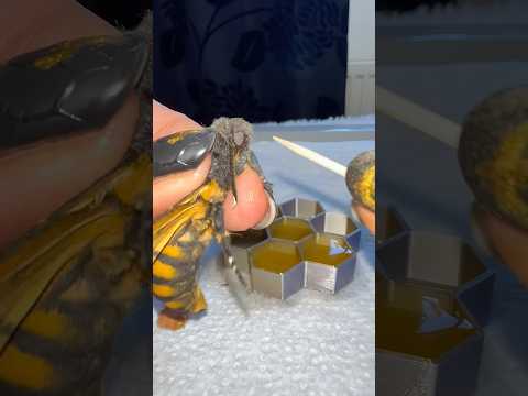 Squeaking Moth Feeding Time Moths