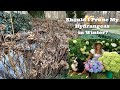 Should I Prune My Hydrangeas in Winter?