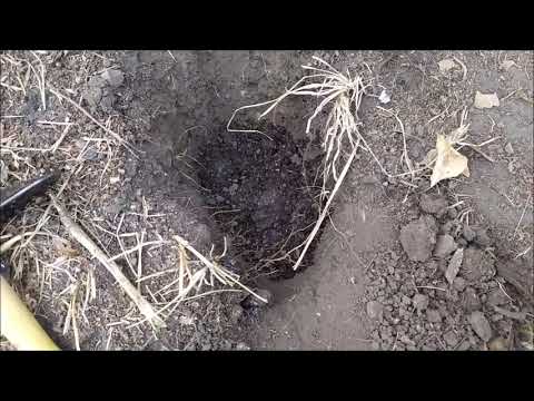 Video: ¿Deberías plantar fresnos?