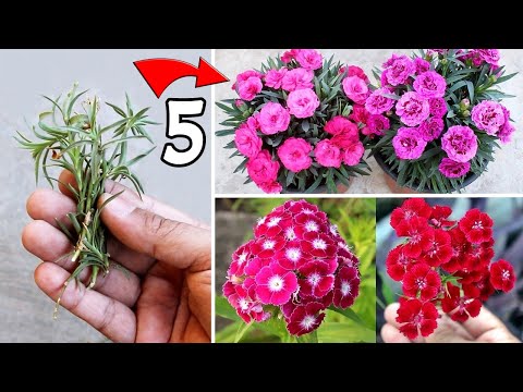 Wideo: Gdzie sadzić dianthus uk?