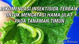 Rekomendasi 6 obat ulat terbaik pada tanaman timun