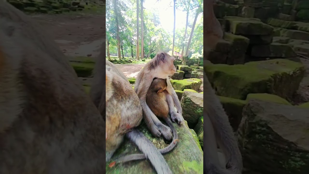 Sweet Monkey Family Relaxing Moment In The Forest 
