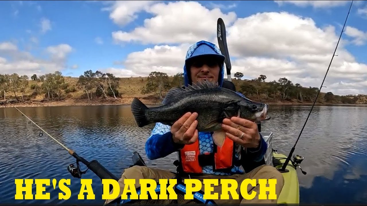MELTON RESERVOIR YELLOW BELLY (GOLDEN PERCH) FISHING
