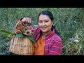 ||Chestnut Harvesting In Kinnaur HP ||