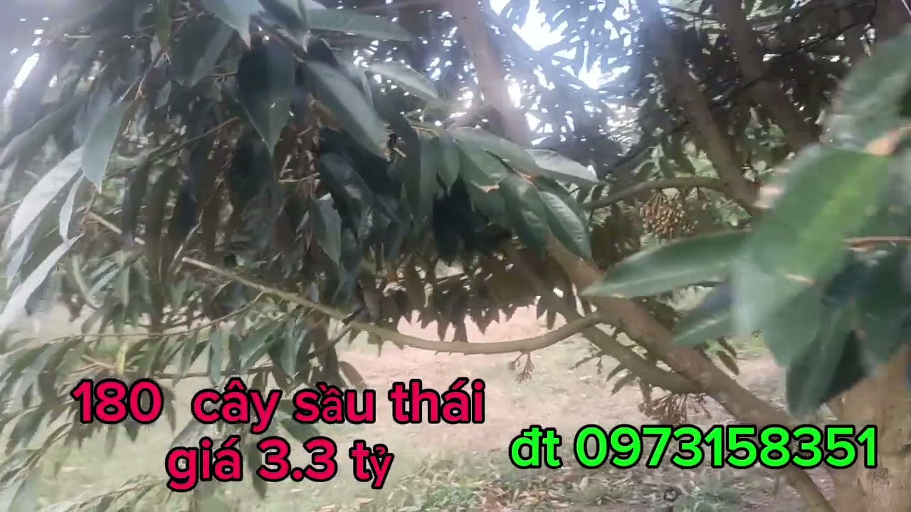 Vườn sầu riêng siêu đẹp tọa lạc tại xã Đa Kia Bù Gia Mập tỉnh  Bình Phước  ac qt lh em 0973158351