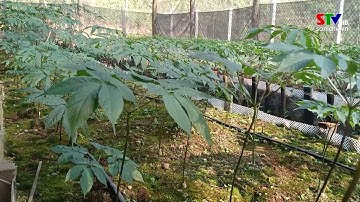 Sâm ngọc linh trên đất Sơn La