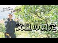 【土佐文旦の剪定】柑橘農家・大北果樹園の剪定方法 〜春〜