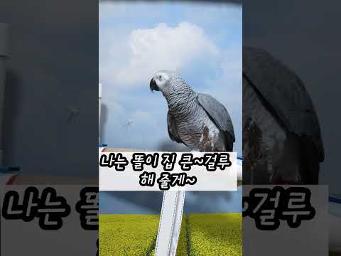 시키야 는 똘이가 할수 있는 유일한 나쁜말 입니다 연구대상똘이#<strong>parrot</strong> #반려동물 #shocked #shorts #funny #웃긴영상 #cute #동물 #apt