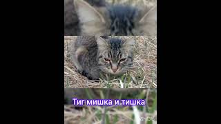 котики на улице# тиг мишка и тишка# котики # весна# драка котов#shorts