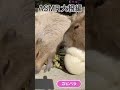 カピバラASMR 大根編 #Shorts