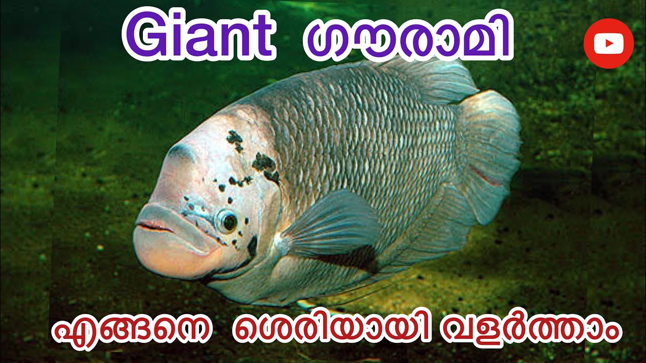 Giant gourami fish malayalam  Giant gouramiCaring and breeding Detailsgourami fishfishandfresh