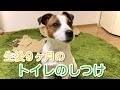 生後9か月のトイレのしつけ　ジャックラッセルテリア子犬【なのは】