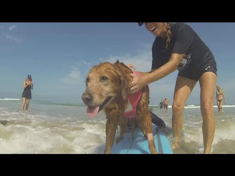 Video: Surf Dog Ricochet Menangkap Gelombang Dengan Dua Sister Sisters