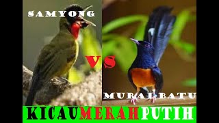 Duel mental. Samyong 1001 suara  vs Murai batu raja hutan