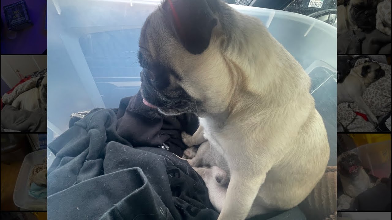 ОБНОВЛЕНИЕ TBONE!