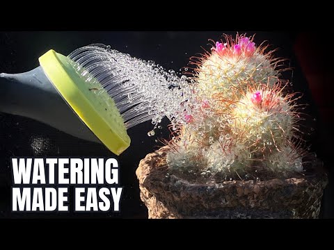 Three Simple Rules for Watering Your Cactus