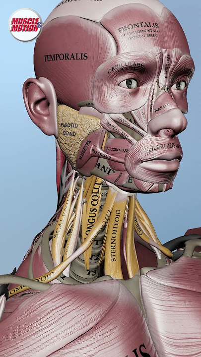 🔥 Unlock the Secrets of the Neck! 🔥