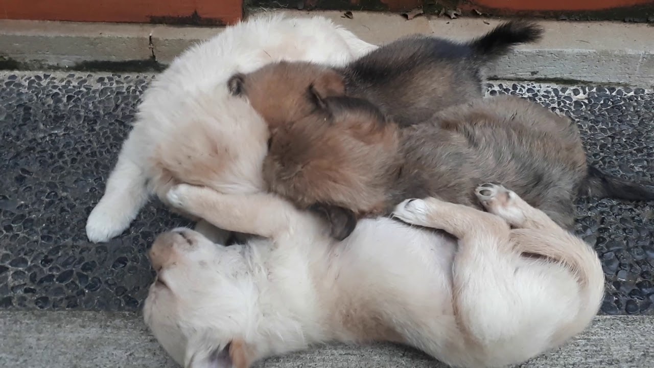 Happy Puppy Cute With 4 Brother Anak Anjing Lucu Youtube