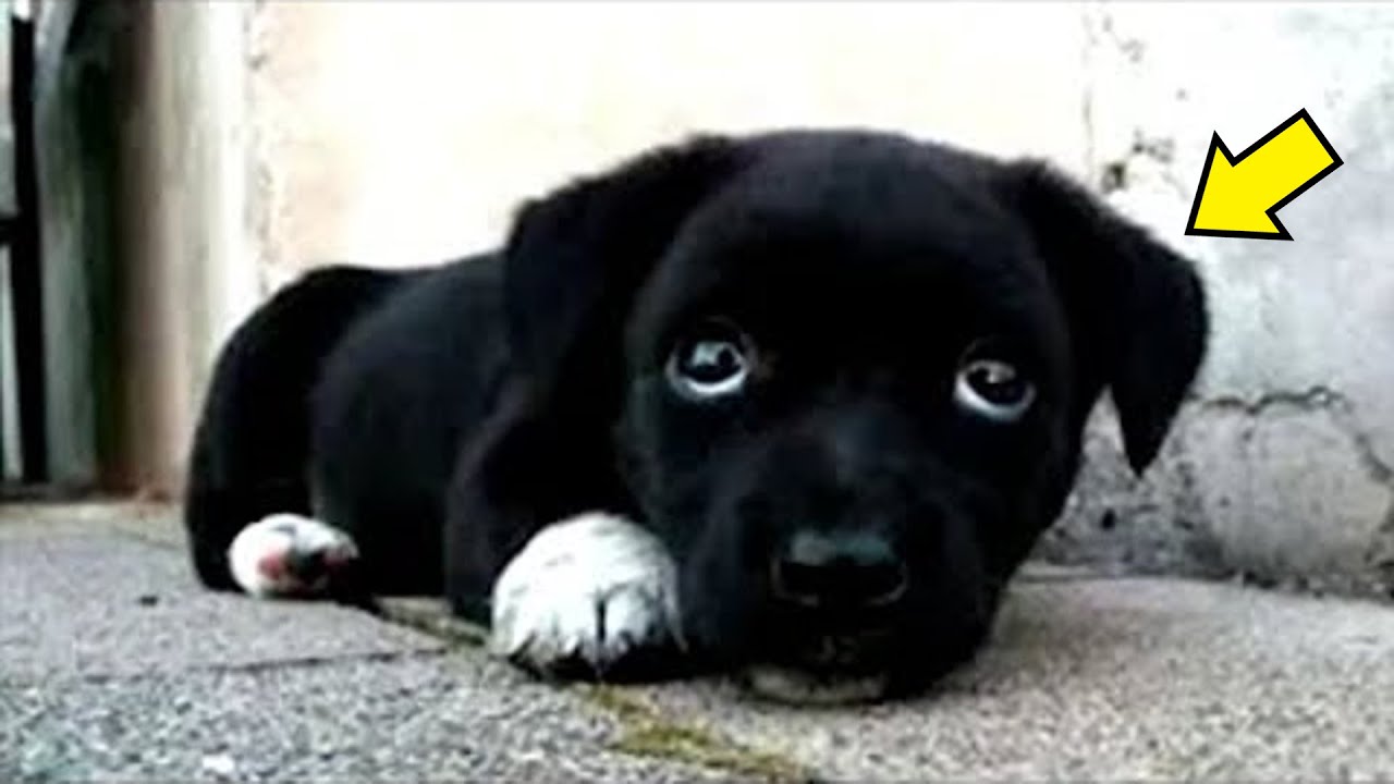 Семья думала, что завели собаку. Но когда та выроcла, она оказалась ...