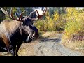 Alaska Trail Cam Video October 01, 2021