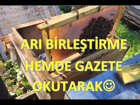 ARI BİRLEŞTİRME(Analı ve Anasız kovanın birleştirilmesi)