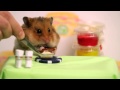 thanh niên và hamster thi ăn cực hài
