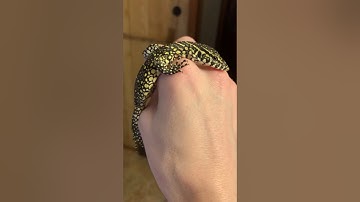 DANGEROUS 😂 Baby Nile Monitor