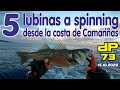 Pesca de 5 lubinas a spinning desde la costa de Camariñas [Fishing 5 seabass from the coast]