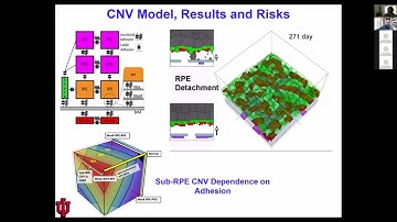 CompuCell3D: Simulation of tissue response to COVID-19 acute viral infection and immune response