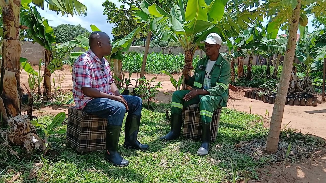 Young banana expert ventures into foliar fertiliser  production 
