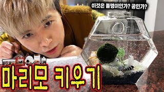 이것은 공인가? 돌멩이인가?! 오늘부터 마리모를 키우게 되었습니다! - 허팝 (Marimo Moss Ball)