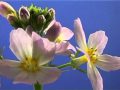 Bach Flower Remedies - Water Violet