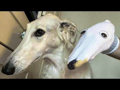 let me do it for you meme