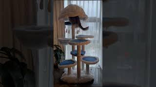 Soft like clouds, strong like a castle —the haven your Maine Coon has been waiting for. ✨