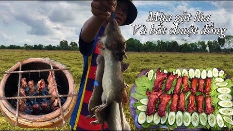 Mùa gặt lúa Quê Tôi và cuộc rượt đuổi bắt chuột đồng làm chuột nướng lu | Những món nướng #4