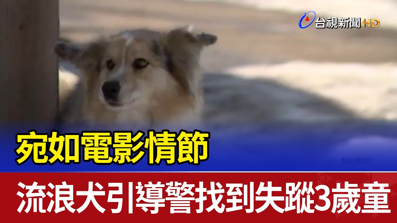 宛如電影情節 流浪犬引導警找到失蹤3歲童