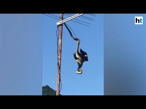 Watch: Moment a python devours bird on a rooftop in Australia