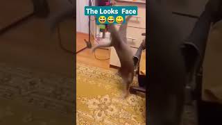 Funny Cats I Found on 9gag | #shorts #shortvideo #funnycats #funnyvideo #cats #catshorts #tiktok