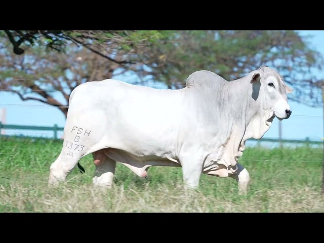 Lote 14   Leilão Nelore DP