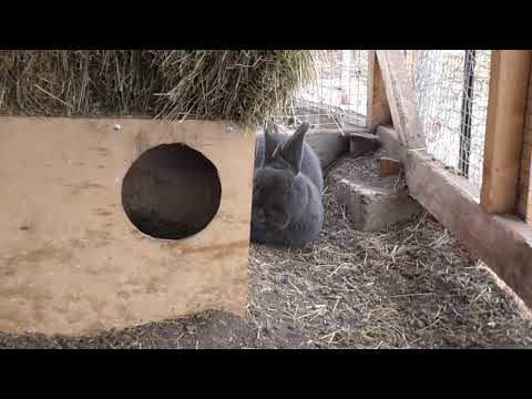 Видео: Как держать кроликов подальше от сада