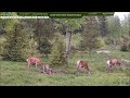 LIVE Animal Cam - Transylvania, Romania, Europe. Roe Deer - Косуля